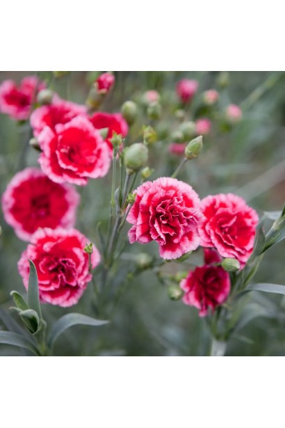 Dianthus garden hybrid